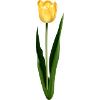 Yellow tulip