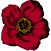 Rote Blume