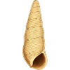 Shell Illustration