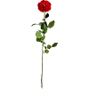 Red rose