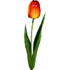 tulipe