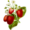 Erdbeeren Illustration
