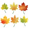 Autumn leaves