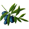 Olives