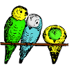 budgies
