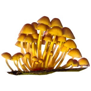 Pilze Stock Herbst