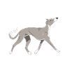 Galgo Diamonds 3