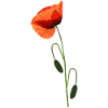 Poppy