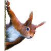 Eichhörnchen