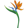strelitzia flower