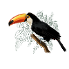 Toucan