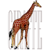 giraffe