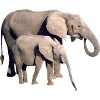 Elephant Family Silhouette