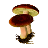 mushroom