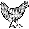 Huhn