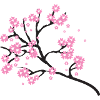 Kirschblüten