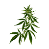 hemp