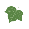 Efeu