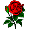 Rote Rose