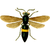 wasp