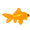 poisson rouge