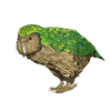 Kakapo