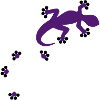 Gecko - 2c