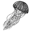 jellyfish