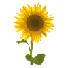 Sonneblume