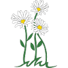 daisy