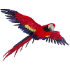 perroquet perroquet oiseau vogel1
