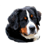 Berner_Senn