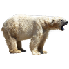 polar bear north pole north pole alaska11