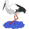 stork