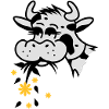 Cow eats bouquet