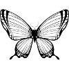 butterfly