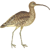 Vogel