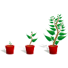 Plant growth
