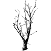 Baum