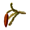 pinecone