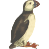 puffin