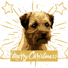 Border Terrier