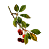 Cherry branch