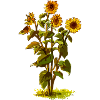 Sonnenblume