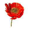Mohn Blume