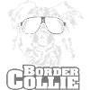 BORDER COLLIE cool
