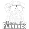 BOUVIER DES FLANDRES refroidissent