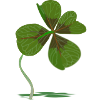 cloverleaf