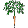 carrot