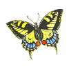 butterfly